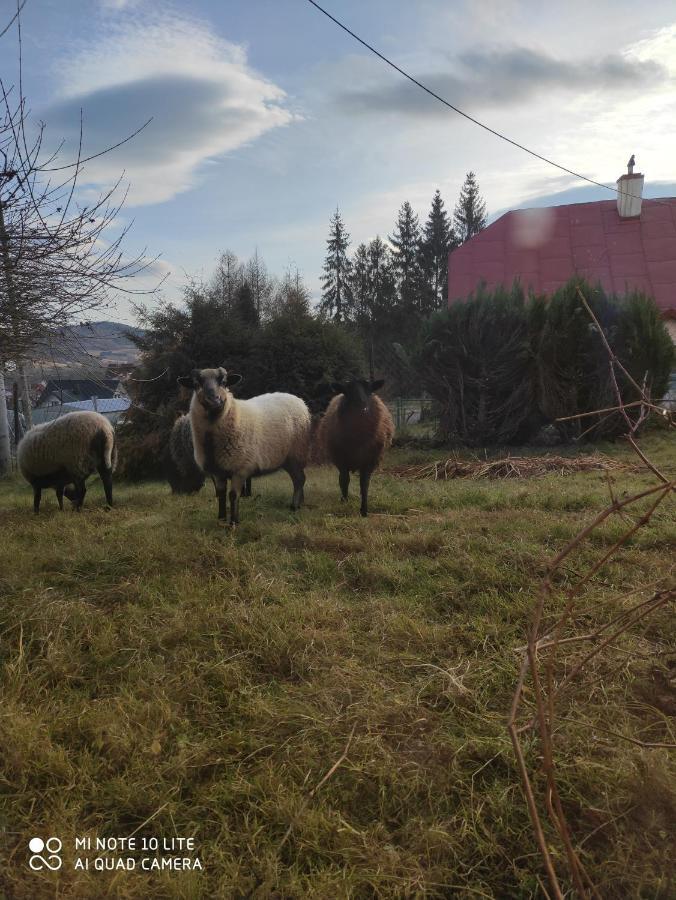Gromadzyniowka-Pod Czarnym Kogutem Appartement Ustrzyki Dolne Buitenkant foto
